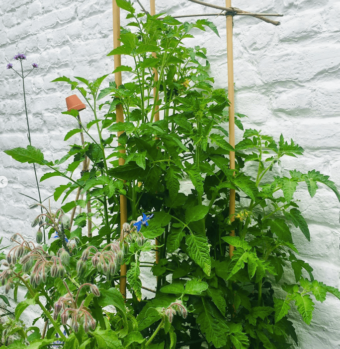 Un plant de tomate et un plant de bourrache dans un potager devant un mur blanc