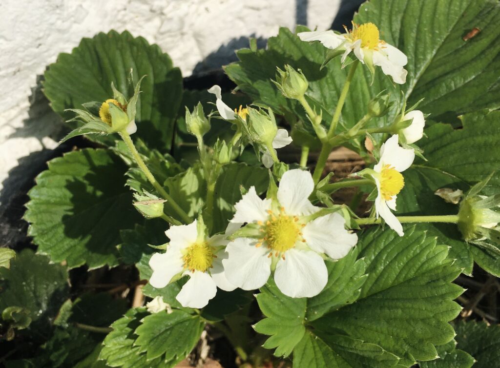 Des fleurs de fraisiers blanches et jaunes