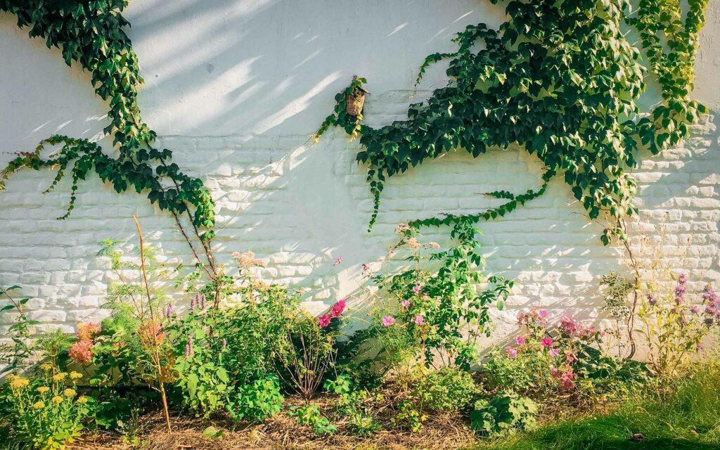 Un massif de fleurs roses devant un mur blanc avec des plantes grimpantes et une petite maison à oiseaux
