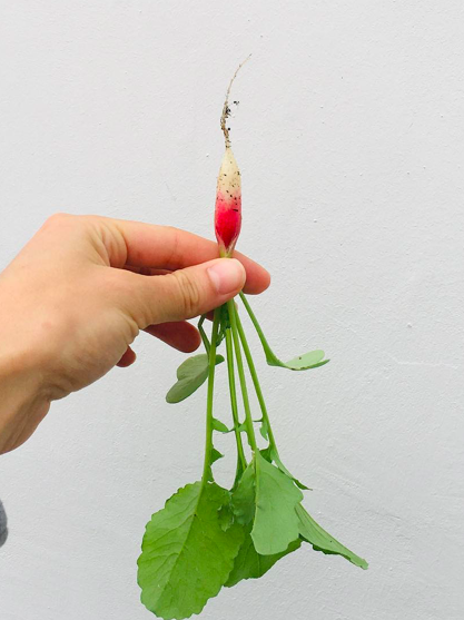 Réussir ses cultures de radis : un radis dans une main devant un mur blanc 