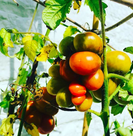 Des tomates jaunes/orangées sur des plants de tomates devant un mur blanc 