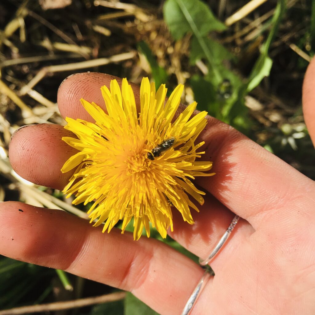 Une fleur jaune de pissenlit avec un insecte dans une main
