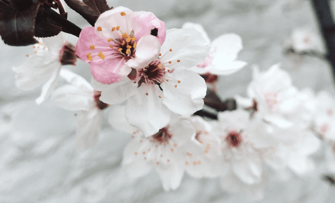 fleurs de prunus au printemps, un des meilleurs moments pour planter 