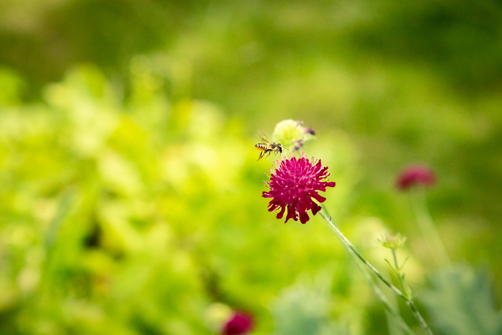 Une abeille sauvage va butiner une fleur rose