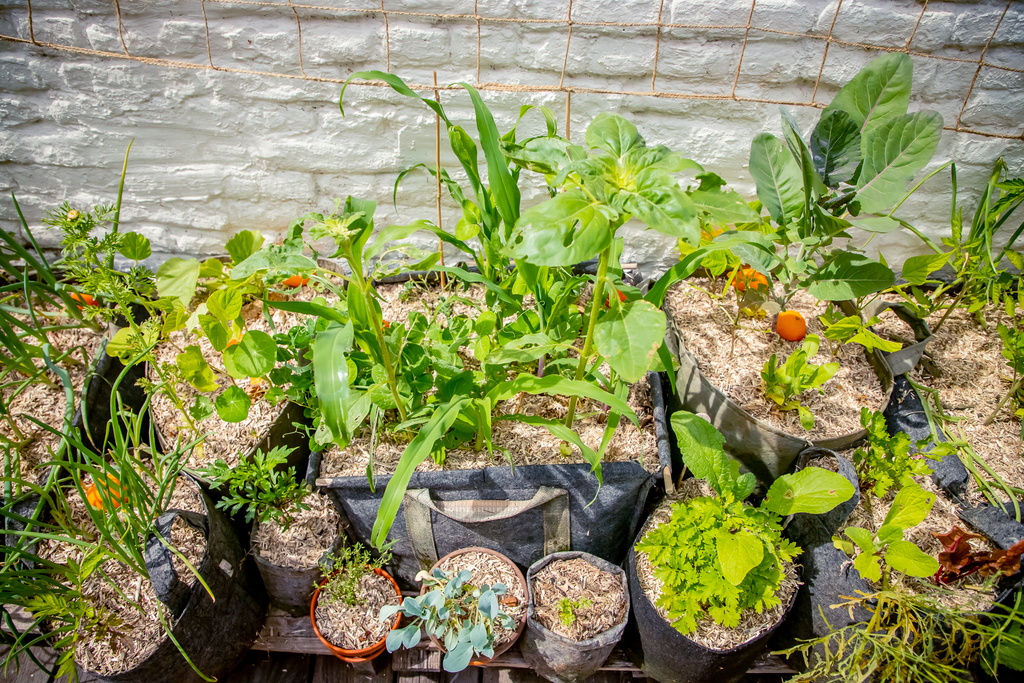 Potager hors sol en pots, légumes et fleurs. Paillage organique de chanvre. 