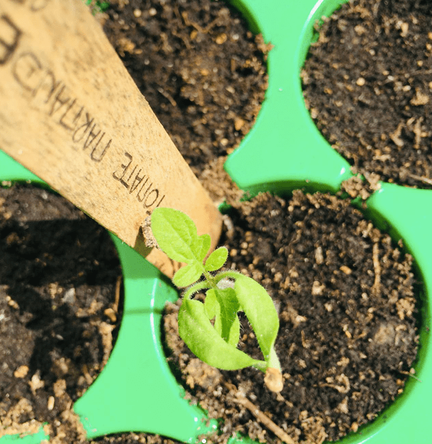  Semis de tomate pour un potager urbain écologique 