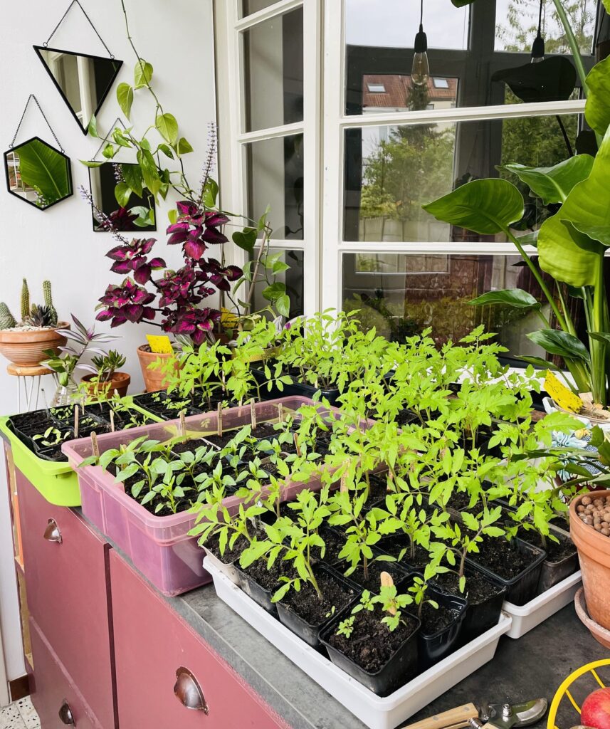 Que faire au jardin en avril ? Attendre avant de planter les tomates en extérieur