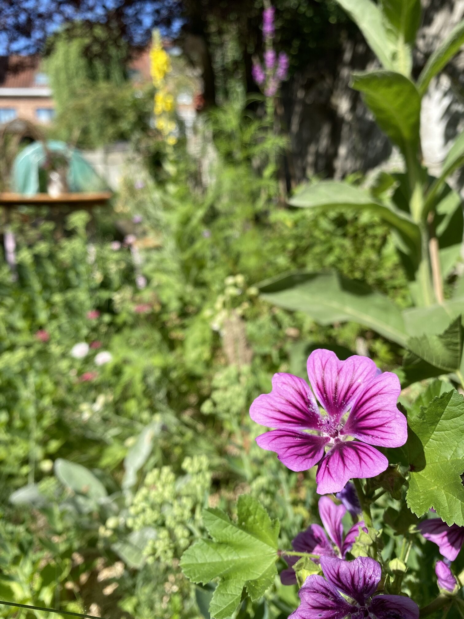 Un jardin écologique à Bruxelles, accueillant pour la biodiversité avec de nombreuses fleurs indigènes